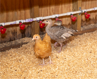 homesteading animals 7