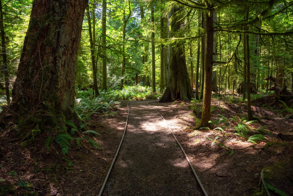 Game trails is the best way to spot Native animals in North Carolina