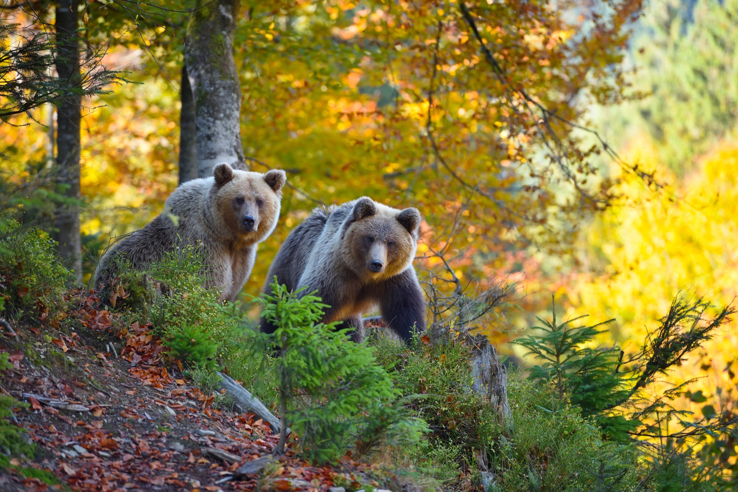 Two bears being part of the Native animals in North Carolina