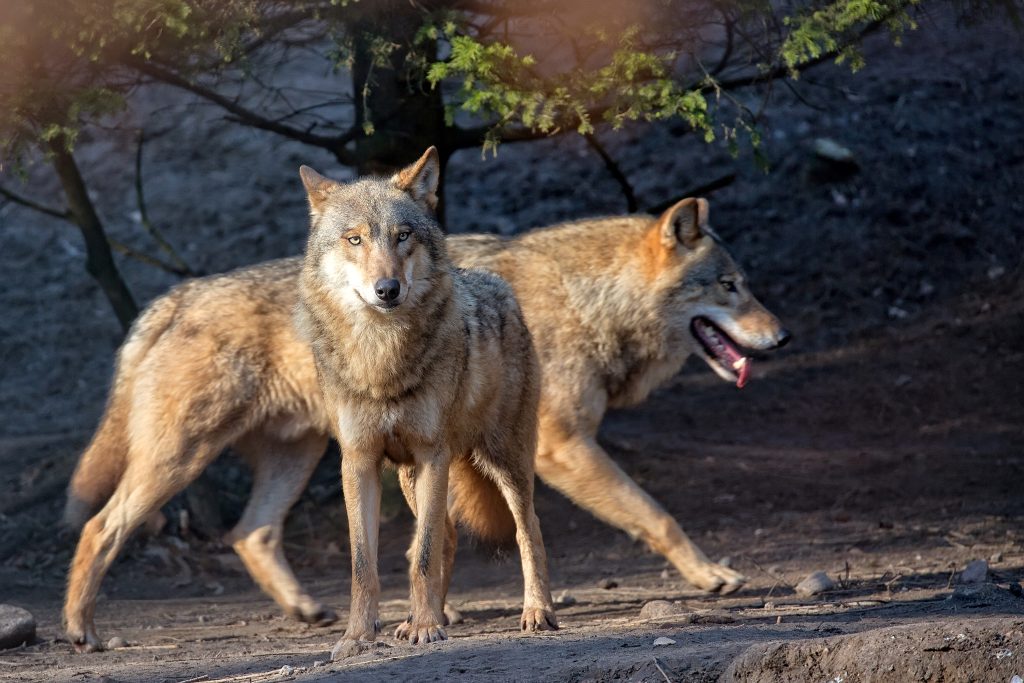 Coyotes found as part of the Native animals in North Carolina